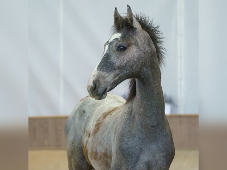 Westphalian Stallion Foal (02/2026) Grey in Mnster-Handorf