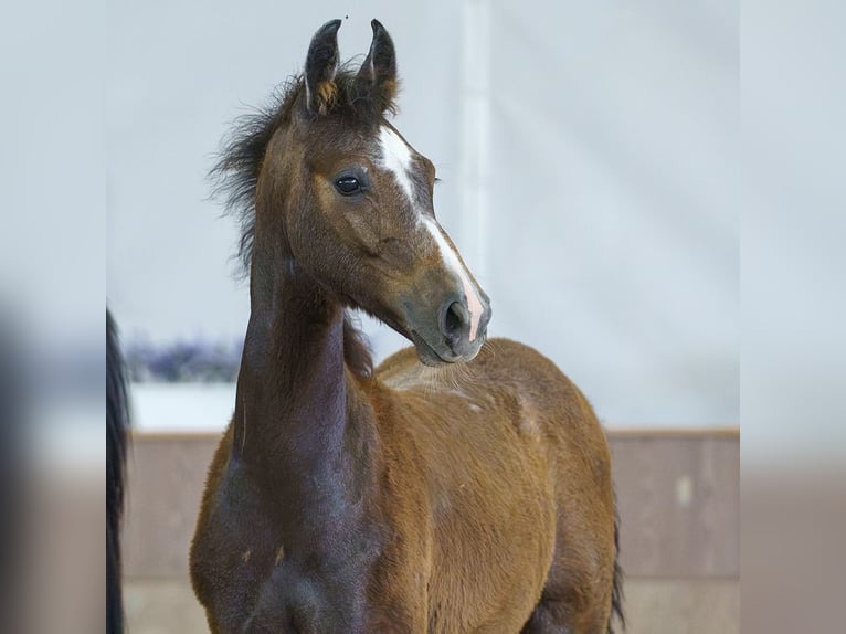 Westphalian Stallion Foal (03/2026) Grey in Mnster-Handorf