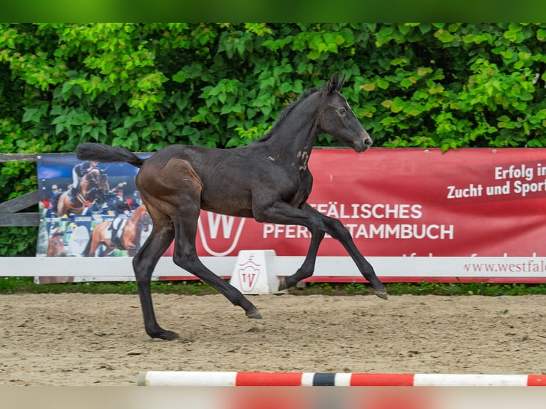Westphalian Stallion Foal (05/2026) Grey in Muenster
