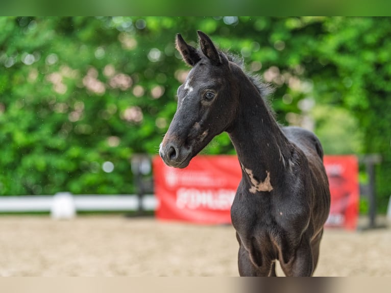 Westphalian Stallion Foal (05/2026) Grey in Muenster