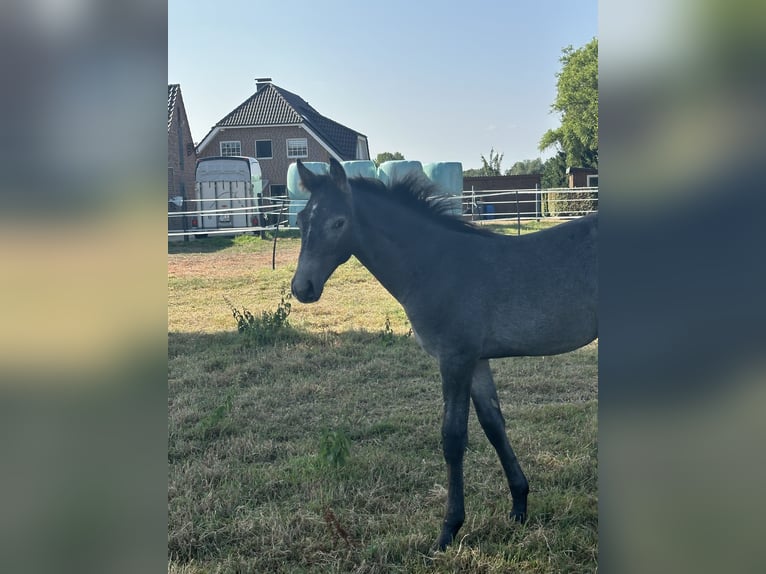 Westphalian Stallion Foal (04/2026) Grey in Rheine