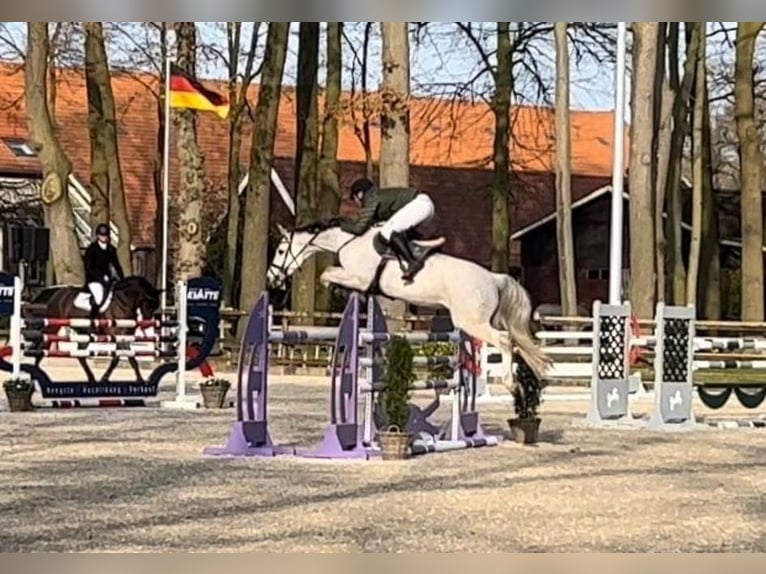 Westphalian Stallion Foal (03/2026) Grey in Waddinxveen
