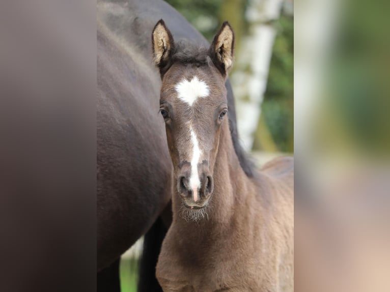 Westphalian Stallion Foal (03/2026) Grullo in Neuenkirchen-Vörden