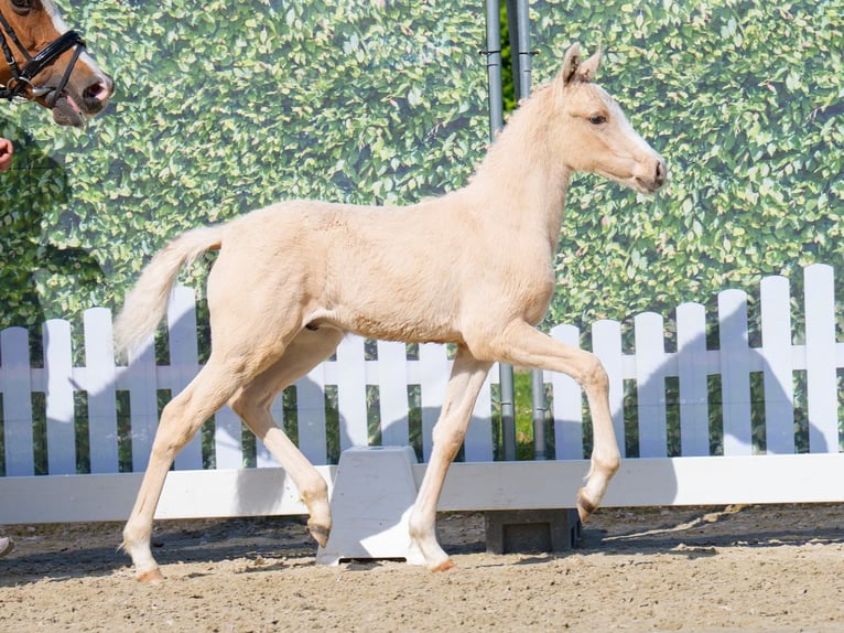 Westphalian Stallion  Palomino in Mnster-Handorf