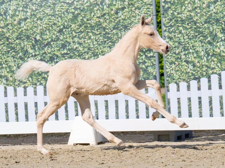 Westphalian Stallion  Palomino in Mnster-Handorf