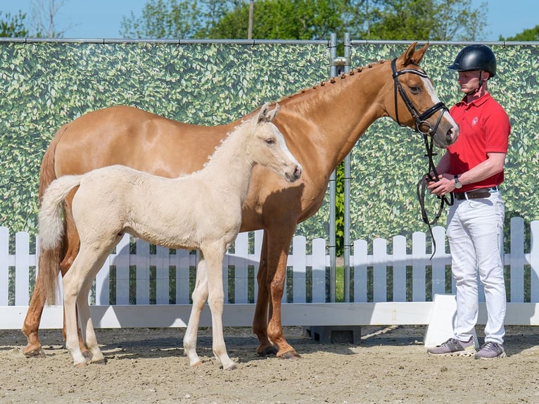 Westphalian Stallion  Palomino in Mnster-Handorf