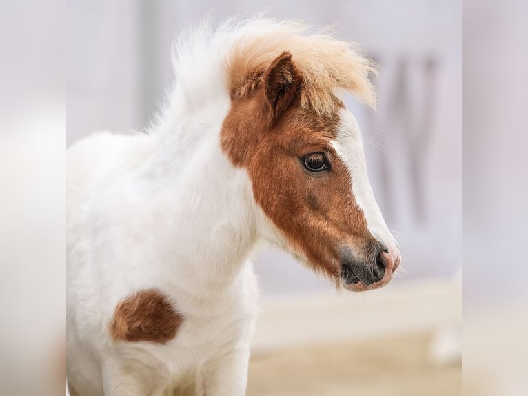 Westphalian Stallion Foal (05/2024) Pinto in Münster-Handorf