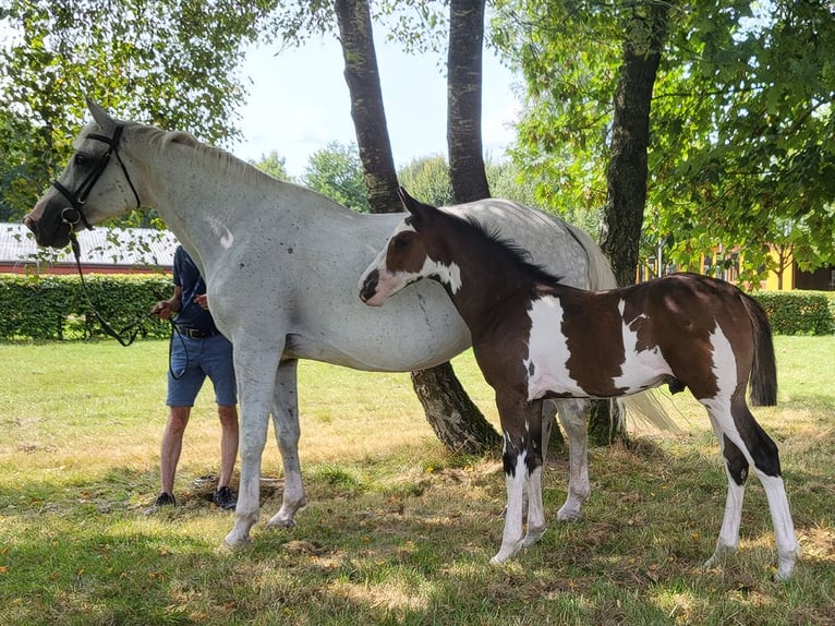 Westphalian Stallion Foal (05/2024) Pinto in Münster-Handorf