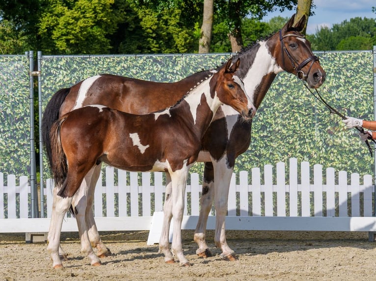 Westphalian Stallion Foal (02/2026) Pinto in Riesenbeck