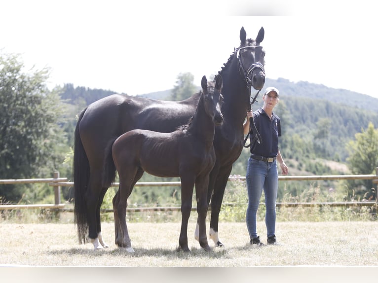 Westphalian Stallion Foal (05/2026) Smoky-Black in Biedenkopf