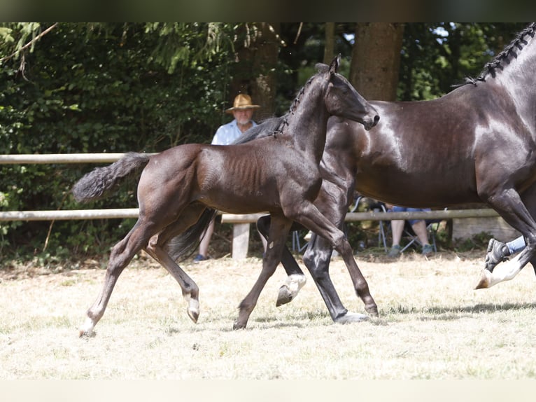 Westphalian Stallion Foal (05/2026) Smoky-Black in Biedenkopf