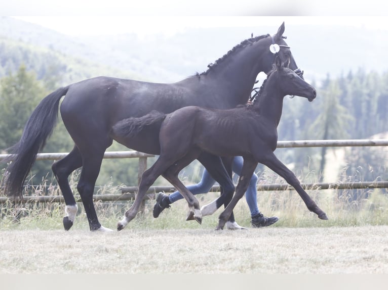Westphalian Stallion Foal (05/2026) Smoky-Black in Biedenkopf