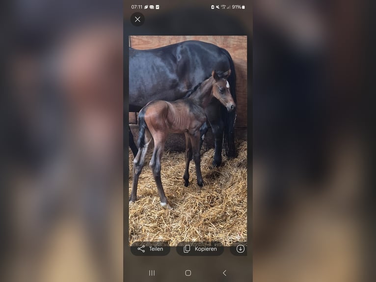 Westphalian Stallion Foal (06/2026) Smoky-Black in Borchen