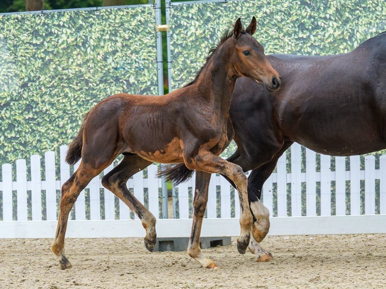 Westphalian Stallion Foal (04/2026) Smoky-Black in Mnster-Handorf