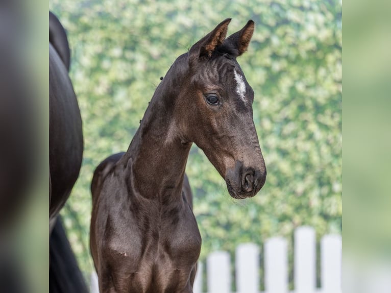 Westphalian Stallion Foal (04/2026) Smoky-Black in Mnster-Handorf