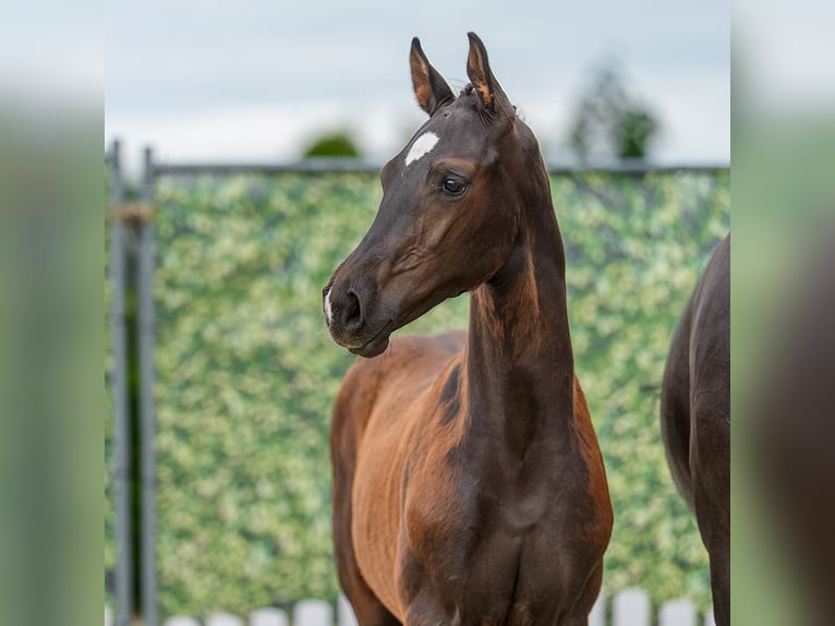 Westphalian Stallion Foal (03/2026) Smoky-Black in Mnster-Handorf