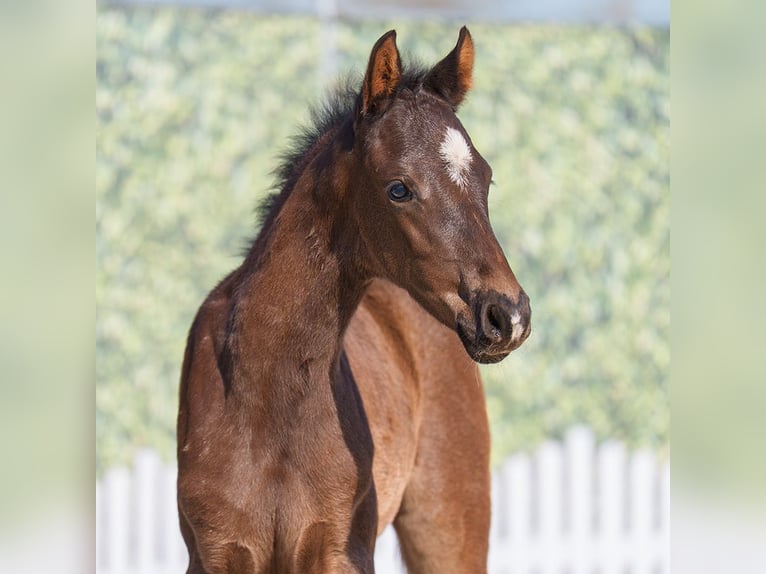 Westphalian Stallion  Smoky-Black in Mnster-Handorf
