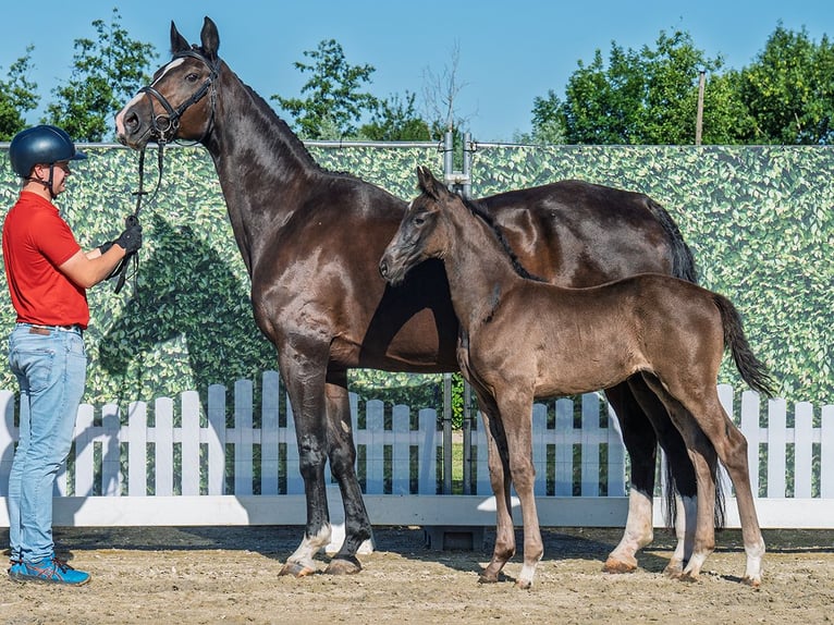 Westphalian Stallion  Smoky-Black in M&#xFC;nster Handorf