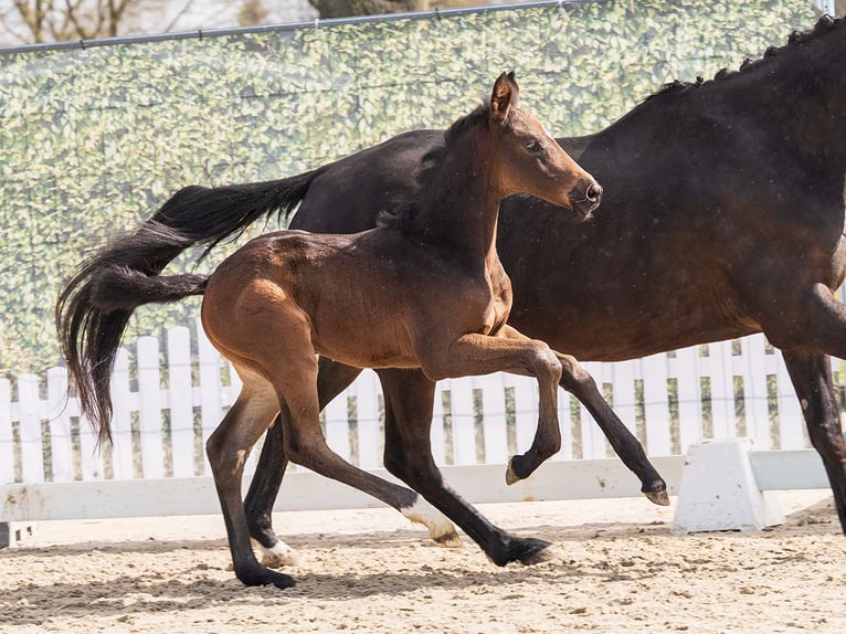 Westphalian Stallion Foal (02/2026) Smoky-Black in Münster-Handorf