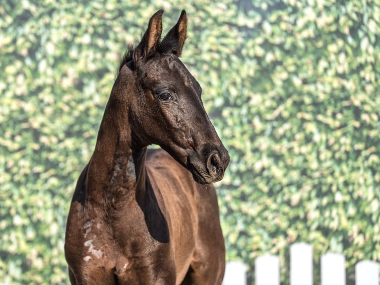 Westphalian Stallion  Smoky-Black in M&#xFC;nster Handorf