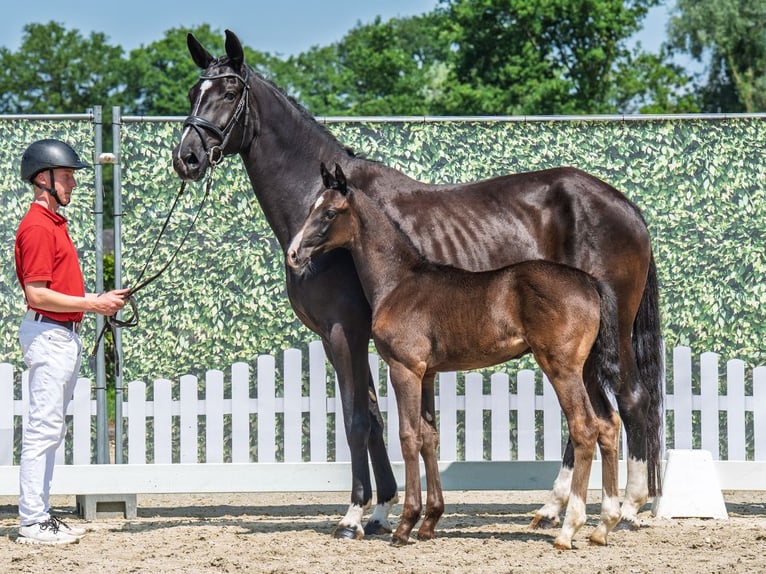 Westphalian Stallion  Smoky-Black in M&#xFC;nster Handorf