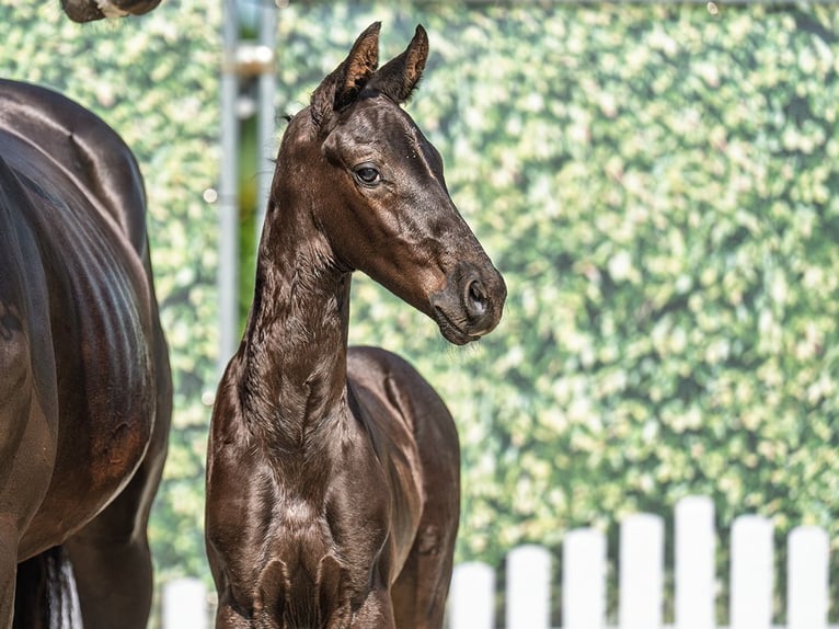 Westphalian Stallion  Smoky-Black in M&#xFC;nster Handorf