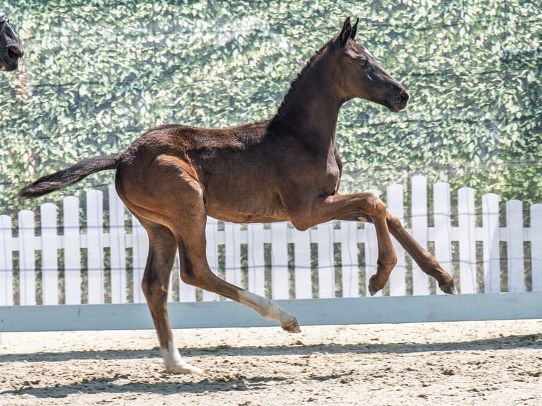 Westphalian Stallion  Smoky-Black in M&#xFC;nster Handorf