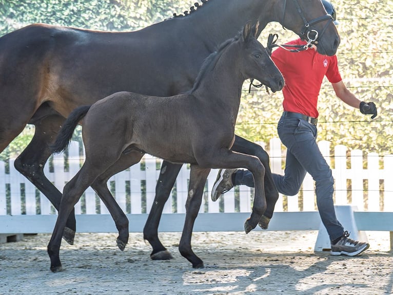 Westphalian Stallion  Smoky-Black in M&#xFC;nster Handorf