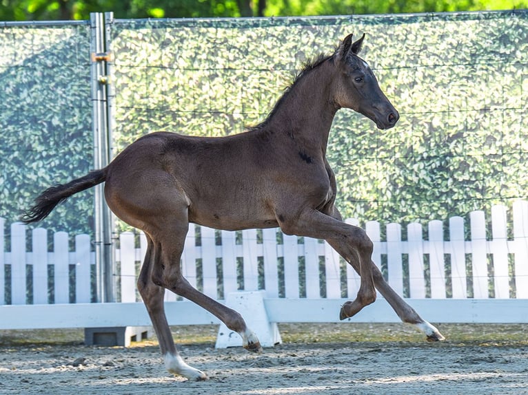 Westphalian Stallion  Smoky-Black in M&#xFC;nster Handorf
