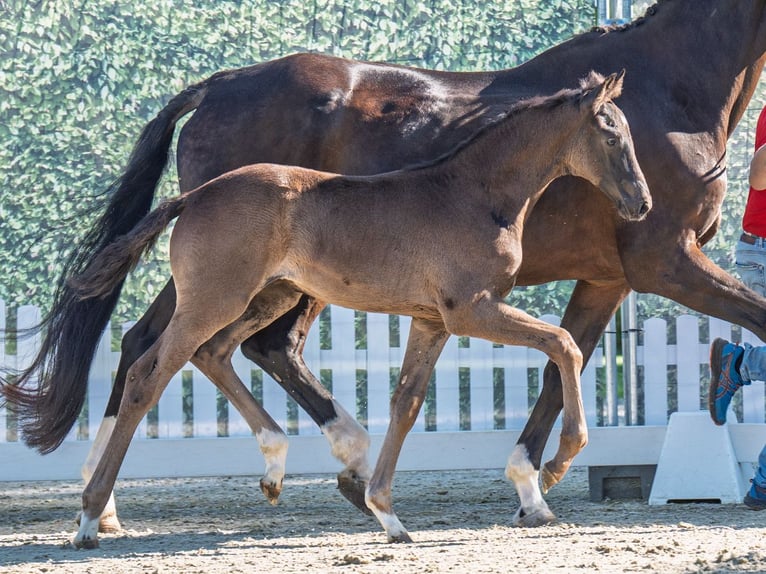 Westphalian Stallion  Smoky-Black in M&#xFC;nster Handorf