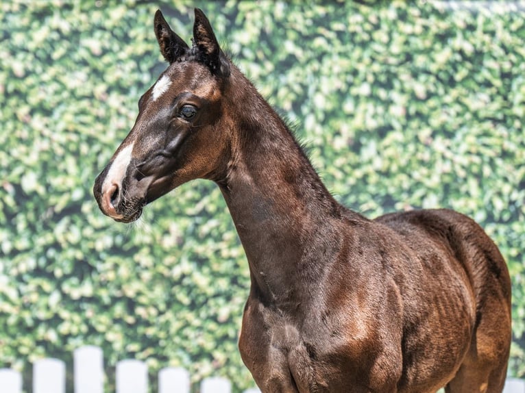 Westphalian Stallion  Smoky-Black in M&#xFC;nster Handorf