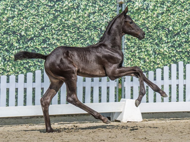Westphalian Stallion  Smoky-Black in M&#xFC;nster Handorf