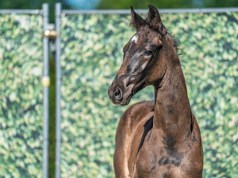 Westphalian Stallion  Smoky-Black in M&#xFC;nster Handorf