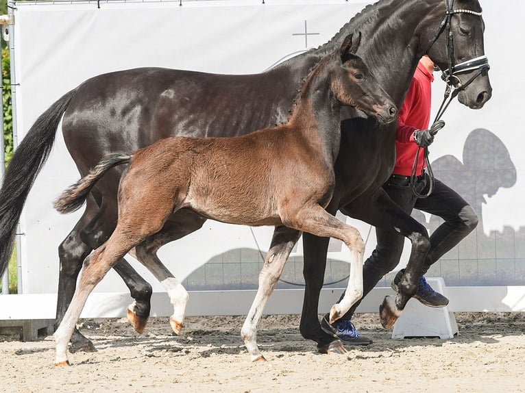 Westphalian Stallion Foal (03/2024) Smoky-Black in Münster-Handorf