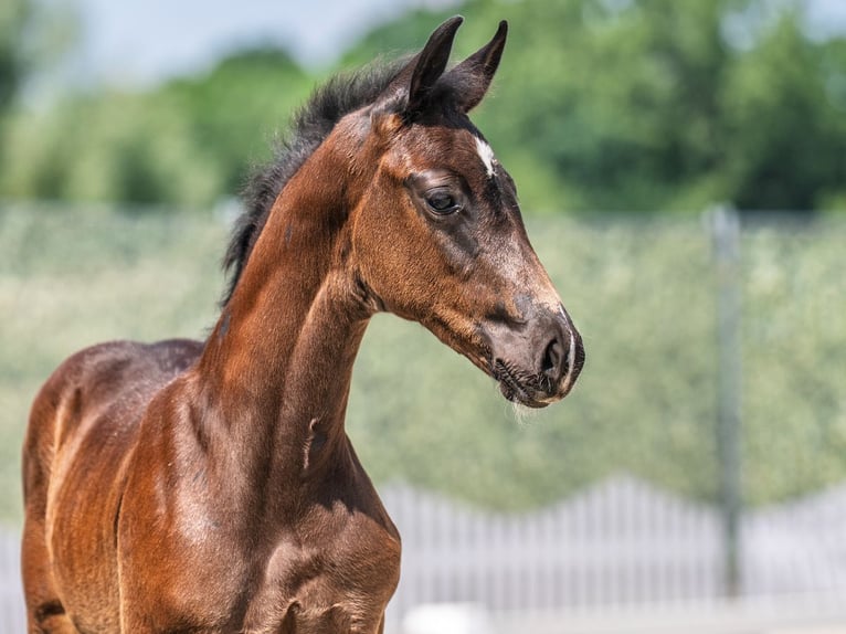 Westphalian Stallion  Smoky-Black in M&#xFC;nster Handorf