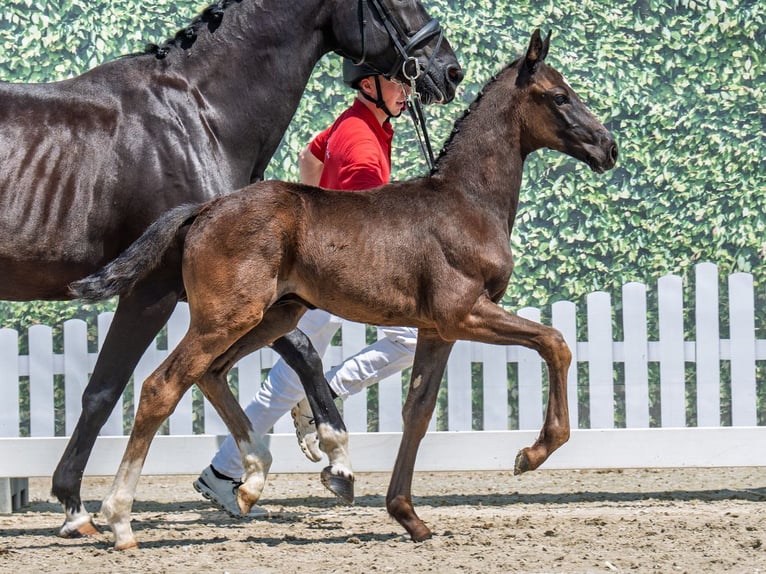 Westphalian Stallion  Smoky-Black in M&#xFC;nster Handorf