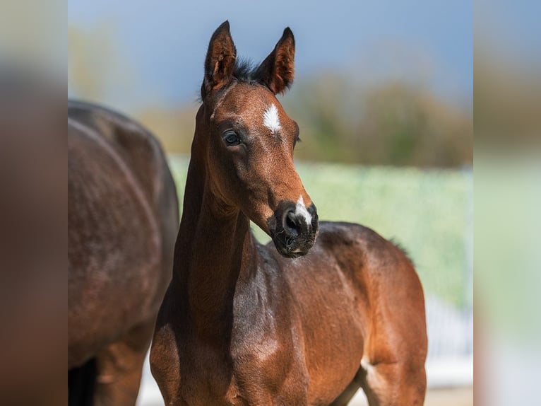 Westphalian Stallion Foal (02/2026) Smoky-Black in Münster-Handorf