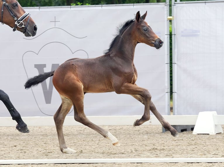 Westphalian Stallion Foal (05/2023) Smoky-Black in Münster-Handorf