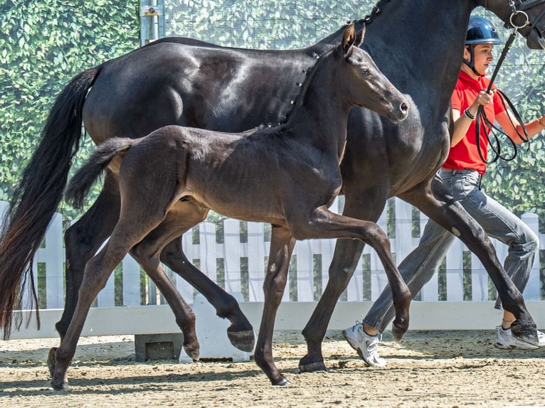 Westphalian Stallion  Smoky-Black in M&#xFC;nster Handorf