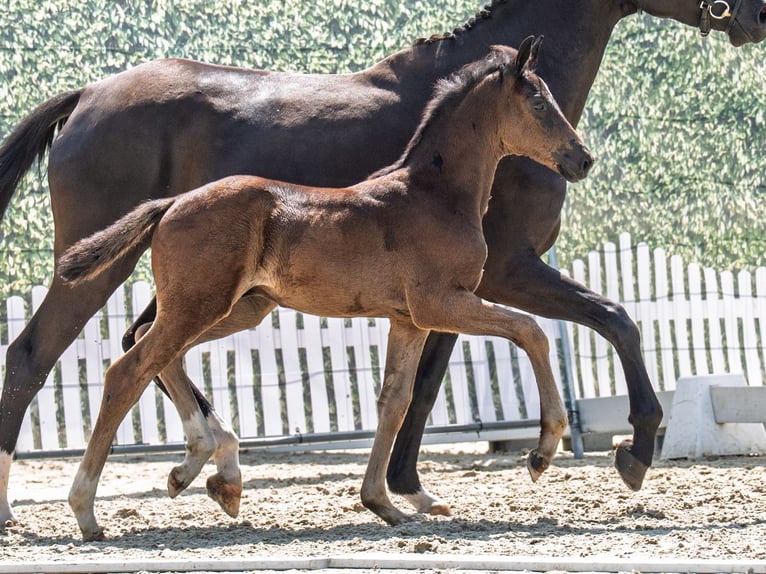 Westphalian Stallion  Smoky-Black in M&#xFC;nster Handorf