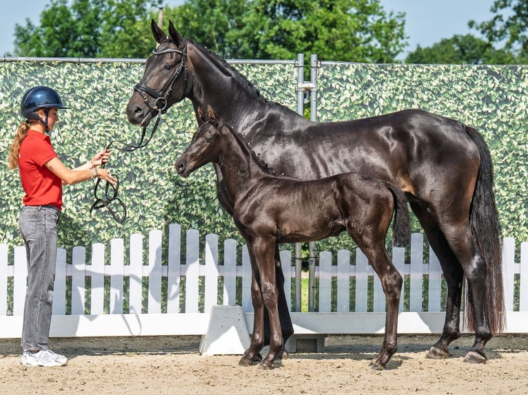 Westphalian Stallion  Smoky-Black in M&#xFC;nster Handorf
