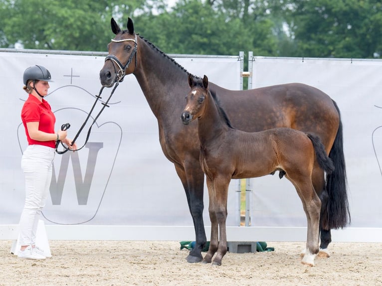 Westphalian Stallion Foal (05/2023) Smoky-Black in Münster-Handorf