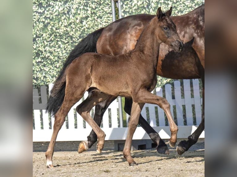 Westphalian Stallion Foal (04/2025) Smoky-Black in Verl