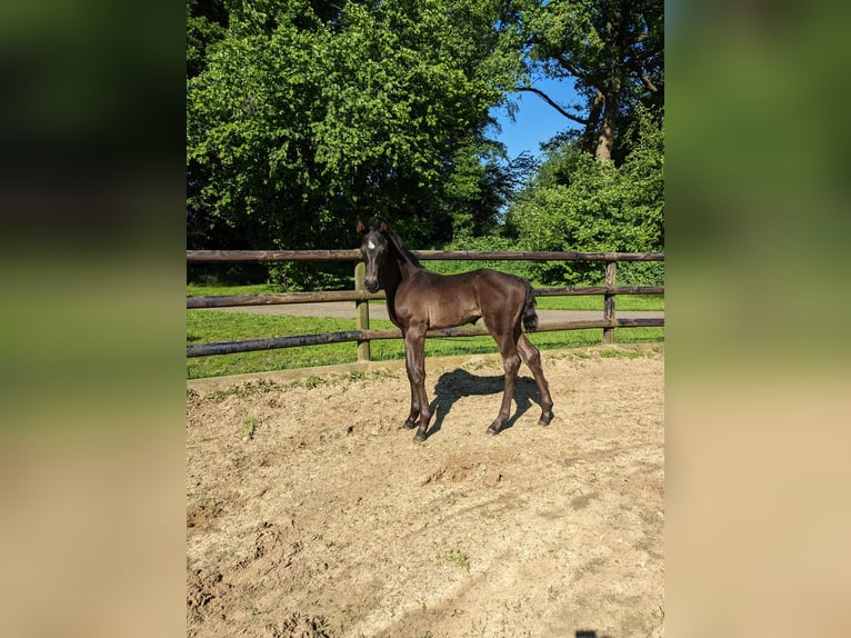 Westphalian Stallion Foal (04/2024) Smoky-Black in Vreden