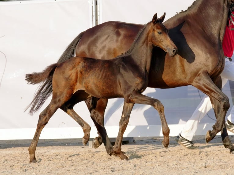 Westphalian Stallion Foal (05/2023) Smoky-Black in Münster-Handorf