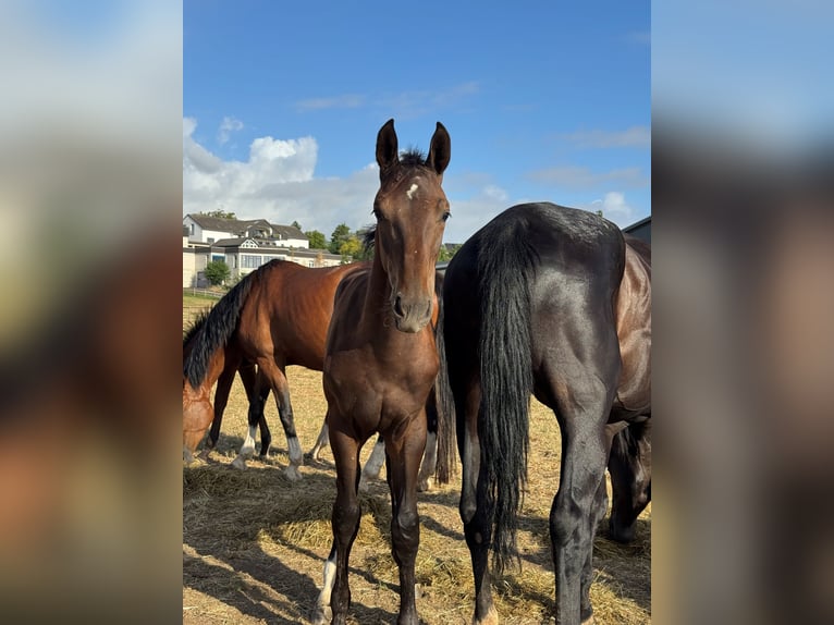 Westphalian Stallion Foal (02/2026) Smoky-Black in Weilerswist