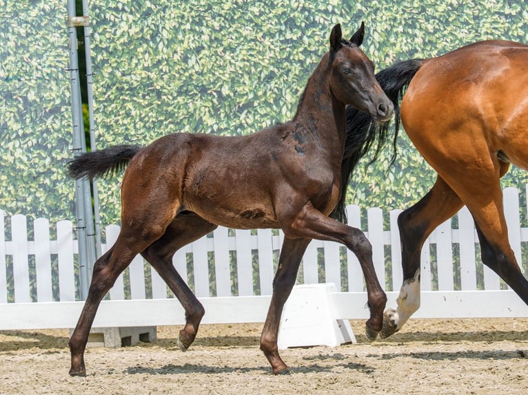 Westphalian Stallion Foal (04/2026) Smoky-Black in Mnster-Handorf