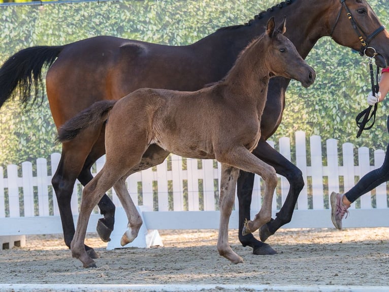Westphalian Stallion Foal (01/2026) Smoky-Black in Mnster-Handorf