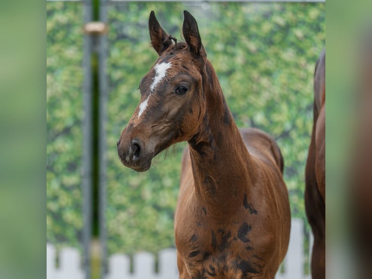 Westphalian Stallion Foal (05/2026) Smoky-Black in Mnster-Handorf