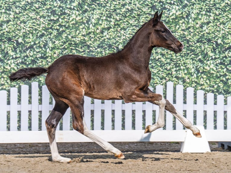 Westphalian Stallion  Smoky-Black in M&#xFC;nster Handorf